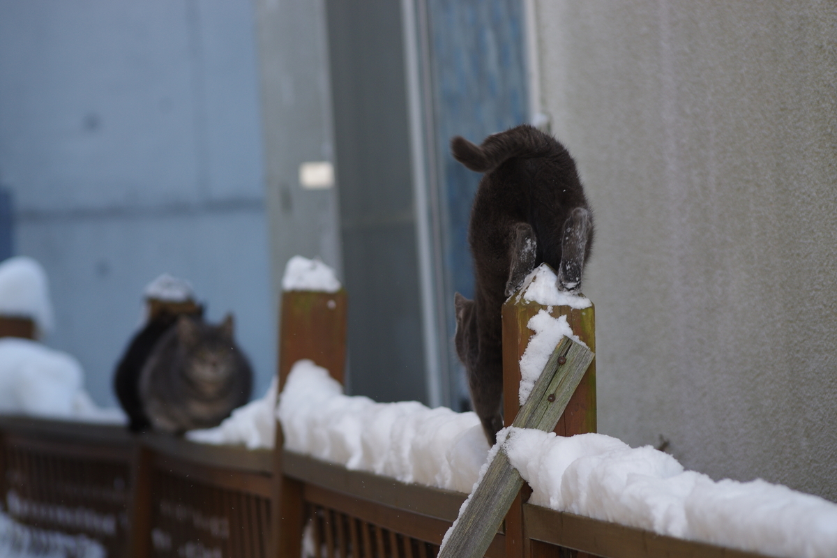 f:id:oyakoneko195003:20220111162402j:plain
