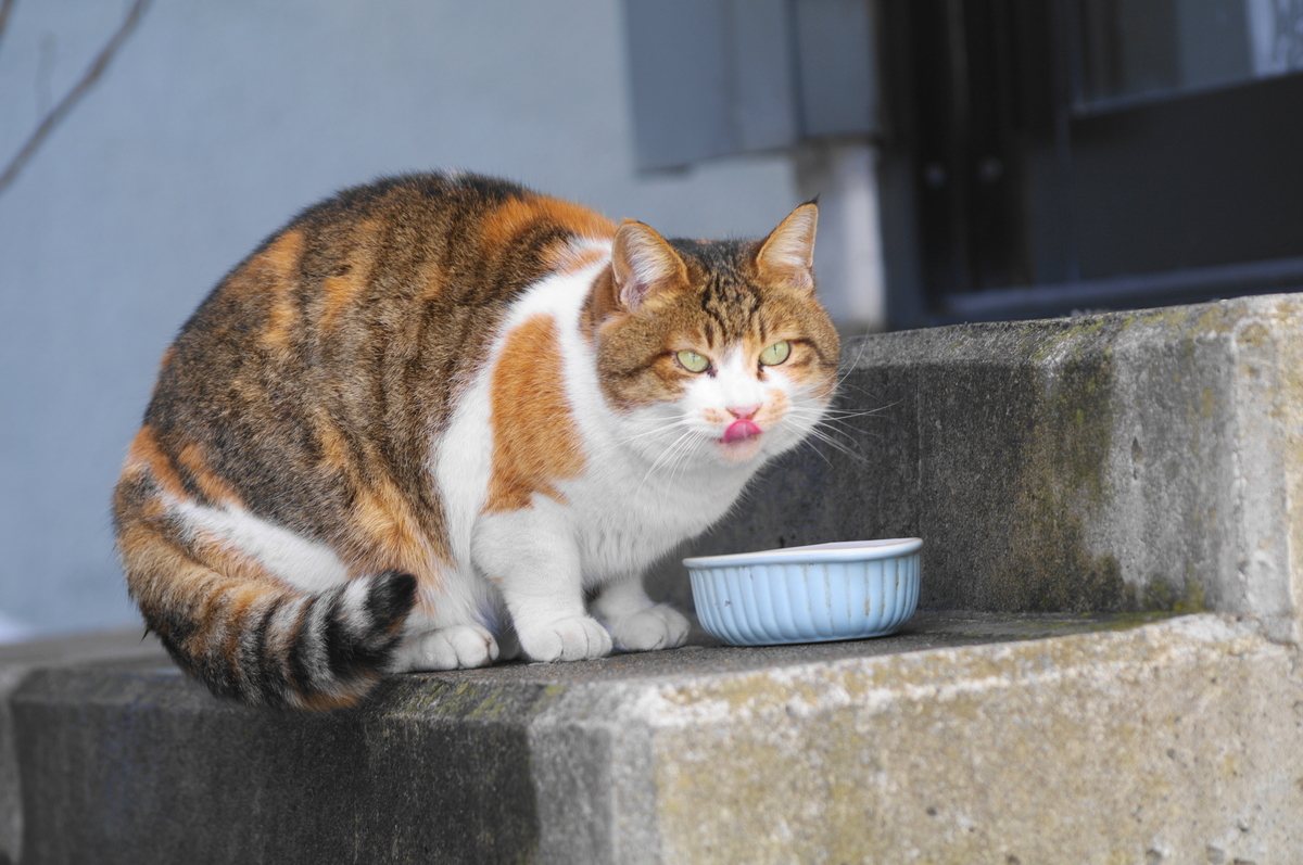 f:id:oyakoneko195003:20220114142053j:plain