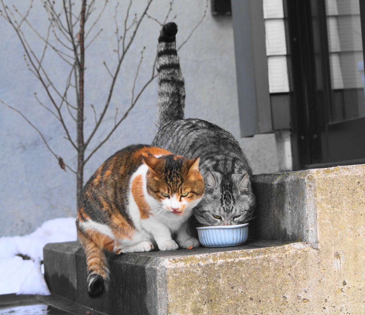f:id:oyakoneko195003:20220114142311j:plain