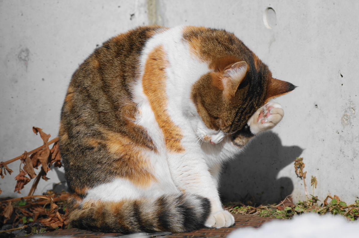 f:id:oyakoneko195003:20220114142445j:plain