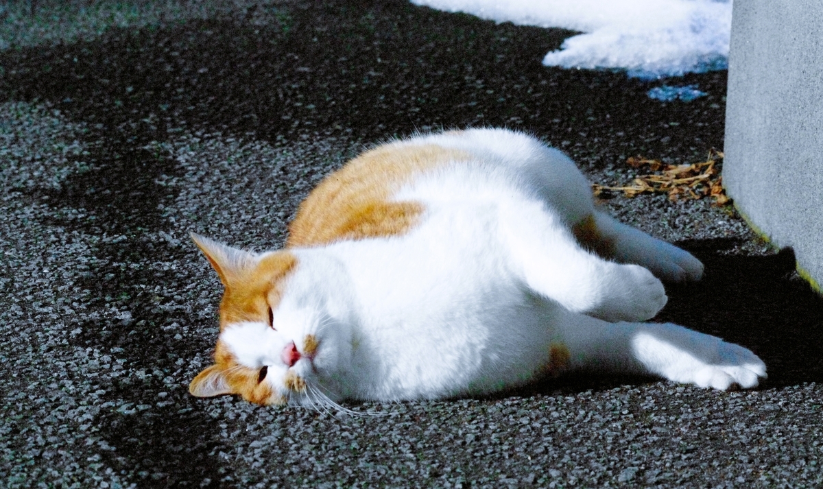 f:id:oyakoneko195003:20220120130604j:plain