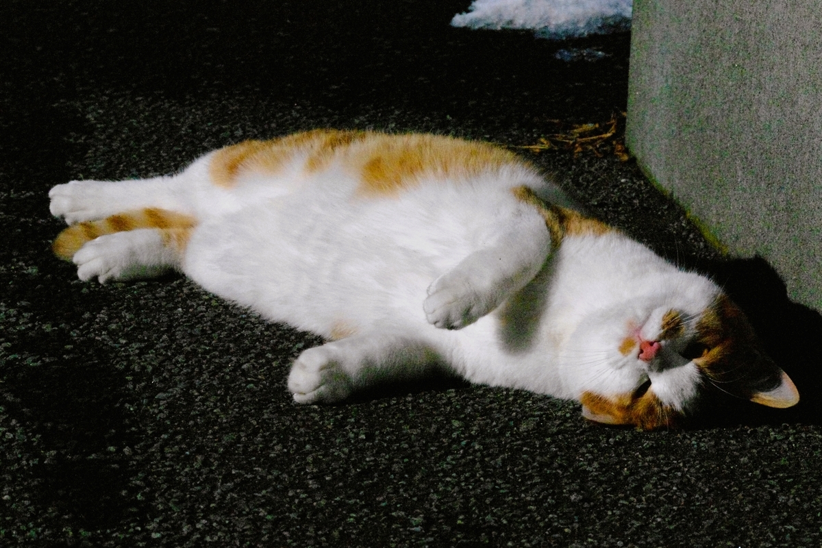 f:id:oyakoneko195003:20220120130624j:plain