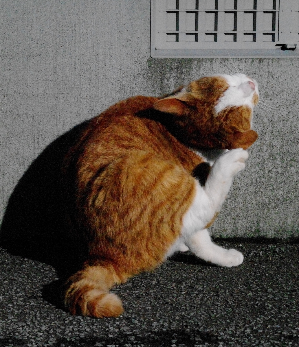 f:id:oyakoneko195003:20220120130708j:plain
