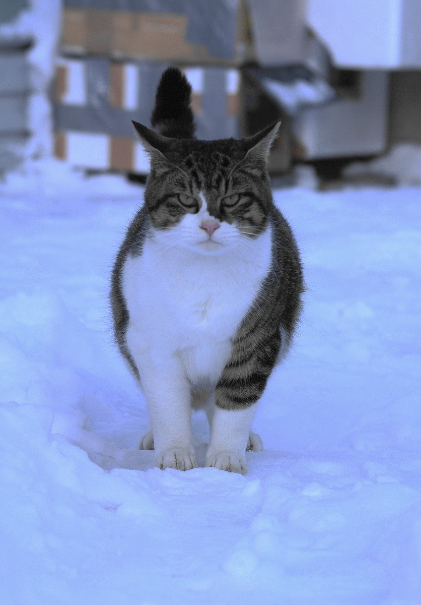 f:id:oyakoneko195003:20220121164323j:plain