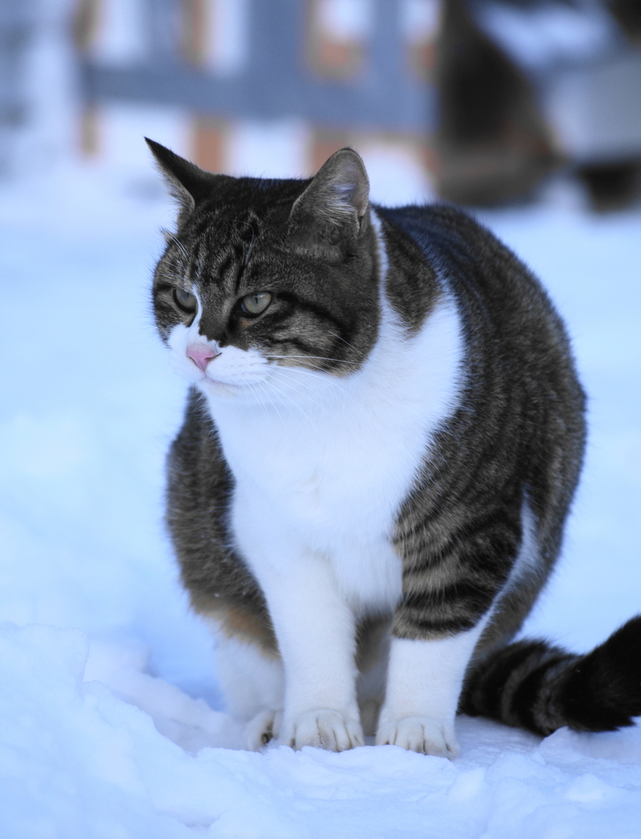 f:id:oyakoneko195003:20220121164342j:plain