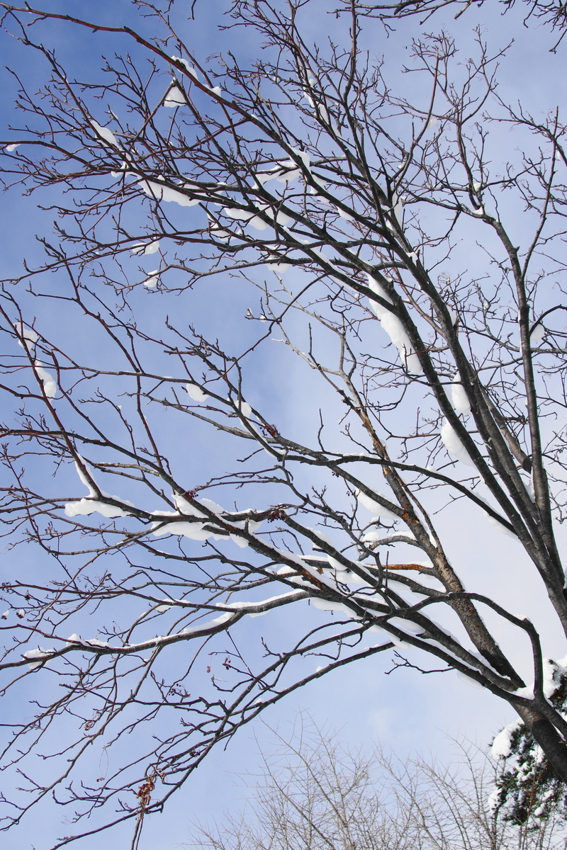 f:id:oyakoneko195003:20220130113859j:plain