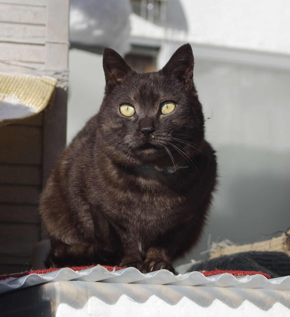 f:id:oyakoneko195003:20220130114023j:plain
