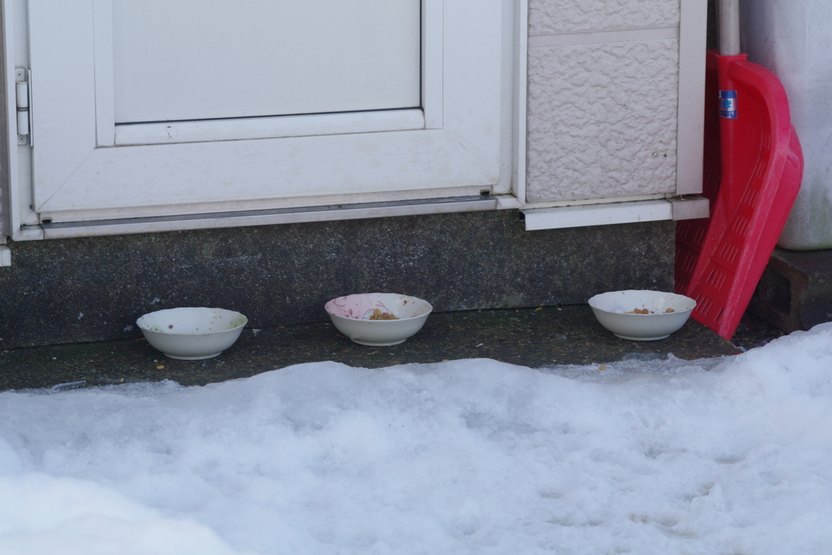 f:id:oyakoneko195003:20220220114616j:plain