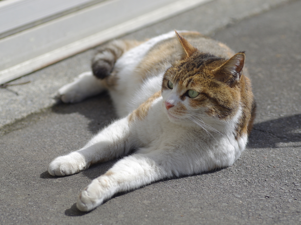 f:id:oyakoneko195003:20220331155406j:plain