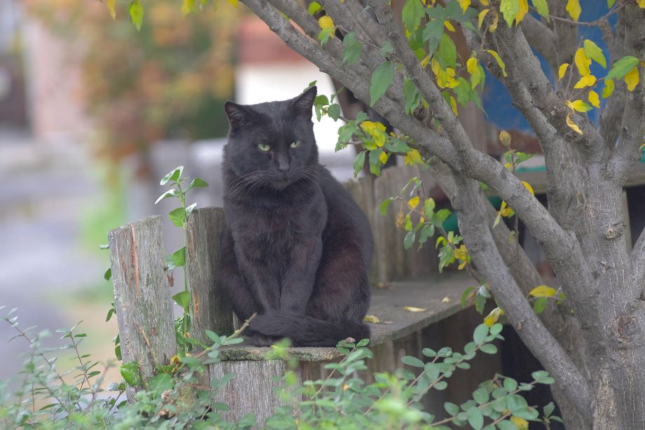 猫の名前 かぶら ない 黒い猫 - oyakoneko195003 幸運を呼ぶ猫の名前