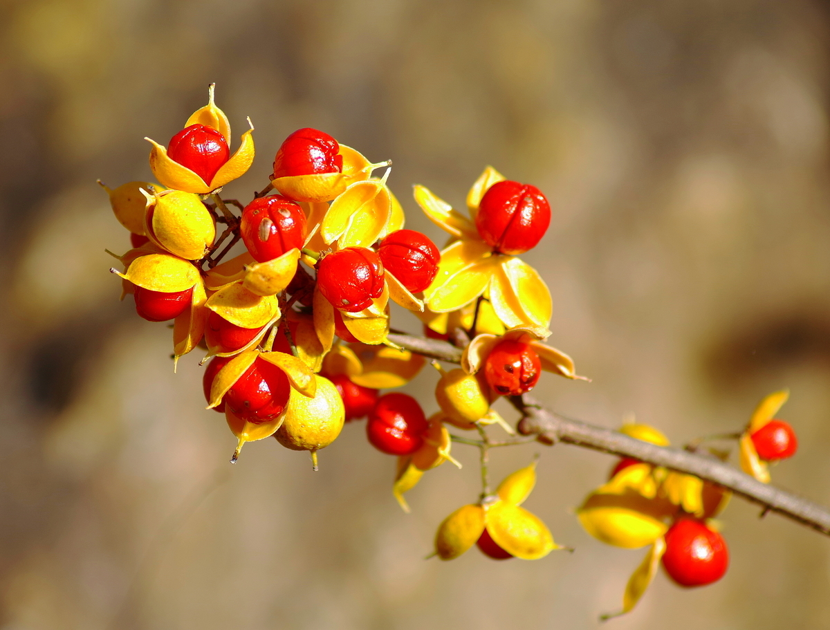 ツルウメモドキ - oyakoneko2020