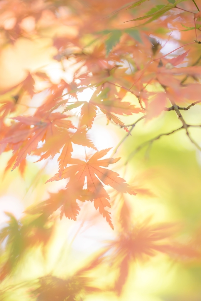 f:id:oyamadoka:20181028175935j:plain