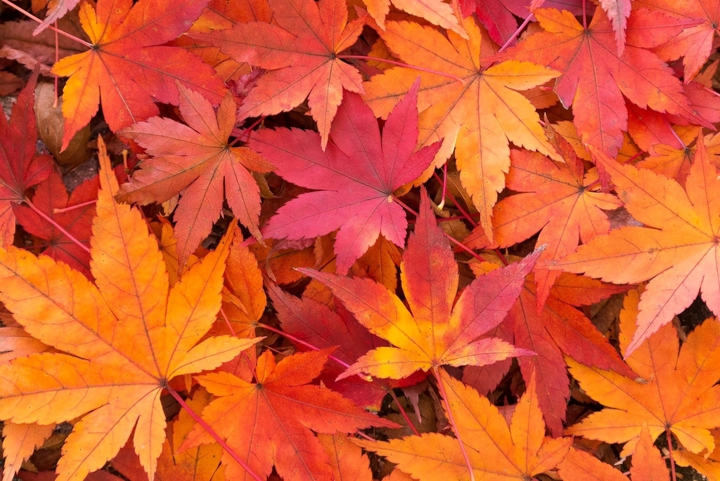 f:id:oyamadoka:20181028181307j:plain