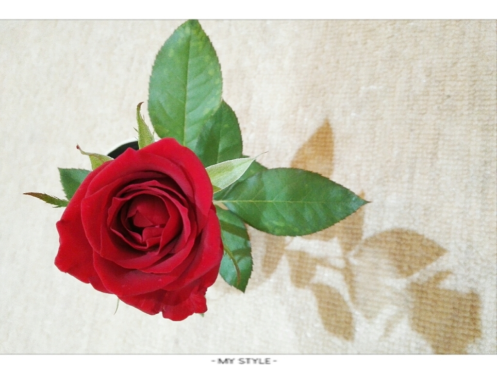 f:id:oyamadoka:20190128210416j:plain