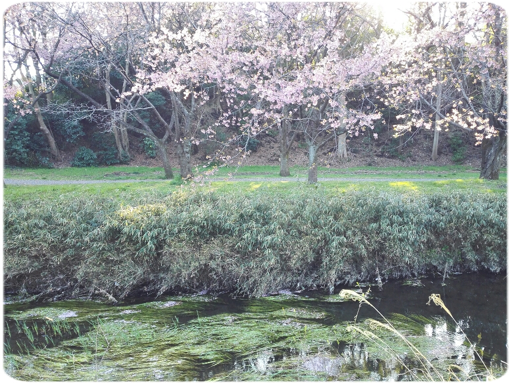 f:id:oyamadoka:20200320225935j:plain