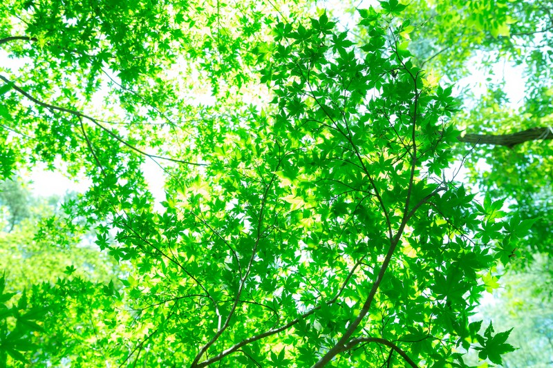 f:id:oyamadoka:20200516210048j:plain