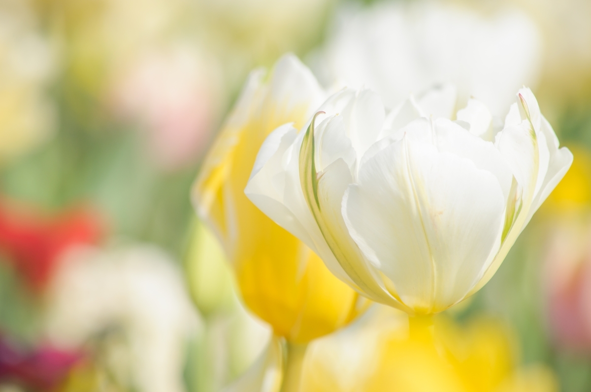 f:id:oyamadoka:20201108232933j:plain