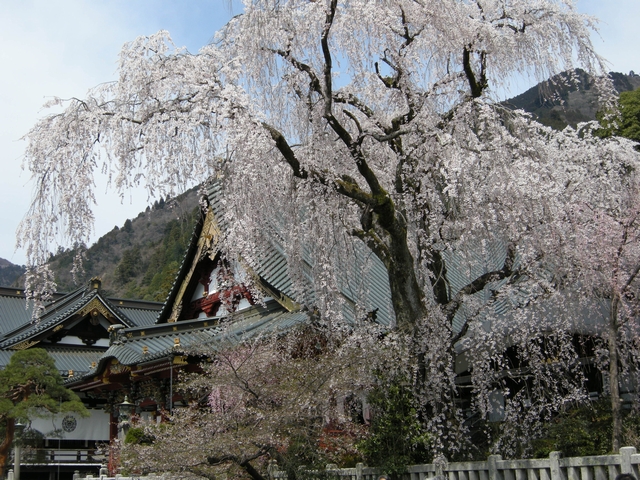 瀬戸千段の滝に行く前に寄った久遠寺の桜