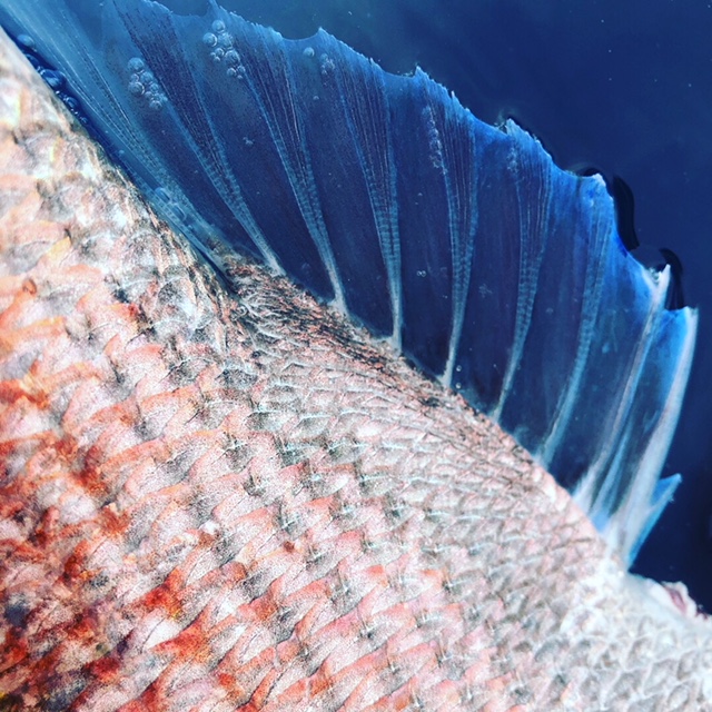 f:id:oyasumiameko:20180701073752j:plain f:id:oyasumiameko:20180701073752j:plain