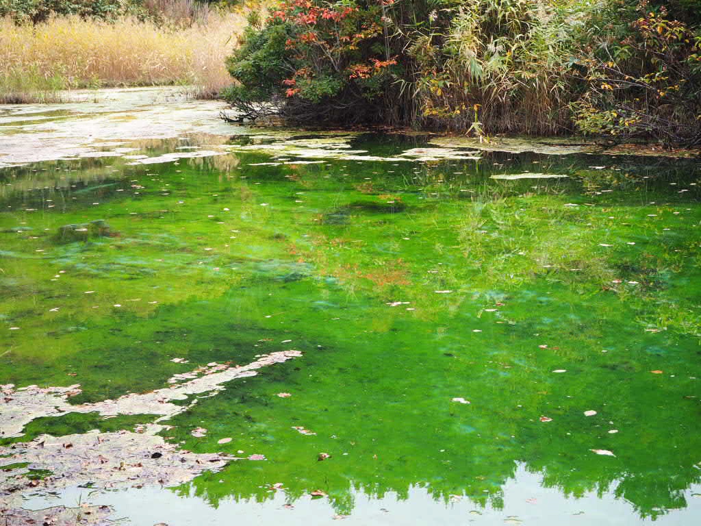 f:id:oyasumiameko:20191003193317j:plain f:id:oyasumiameko:20191003193317j:plain