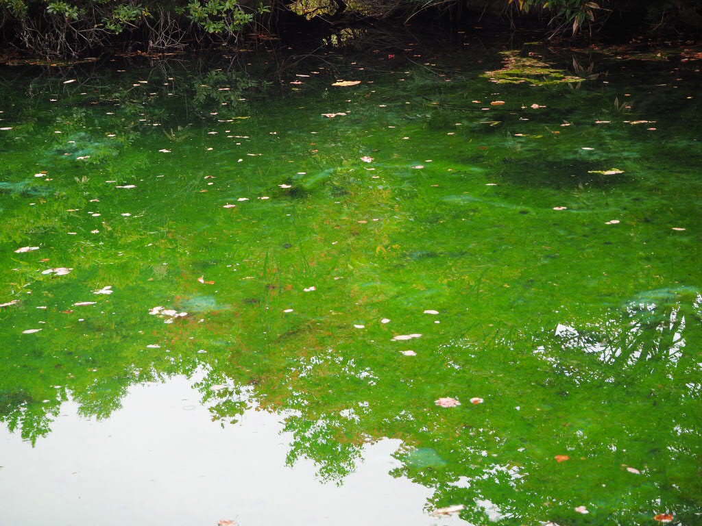 f:id:oyasumiameko:20191003193630j:plain f:id:oyasumiameko:20191003193630j:plain