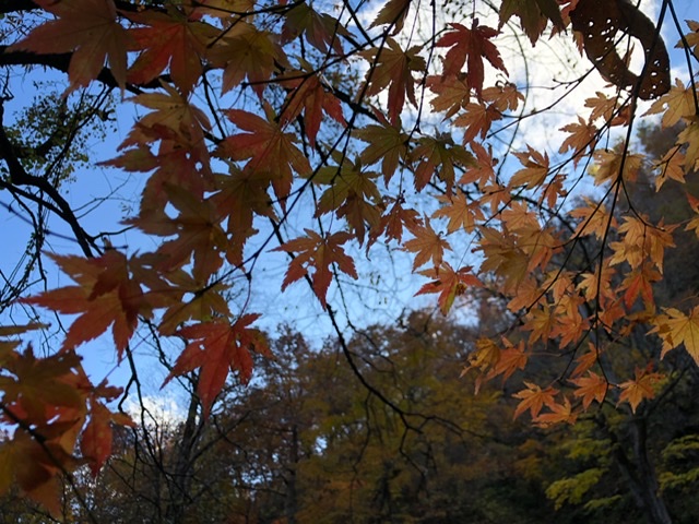 f:id:oyasumiameko:20191116140742j:plain f:id:oyasumiameko:20191116140742j:plain