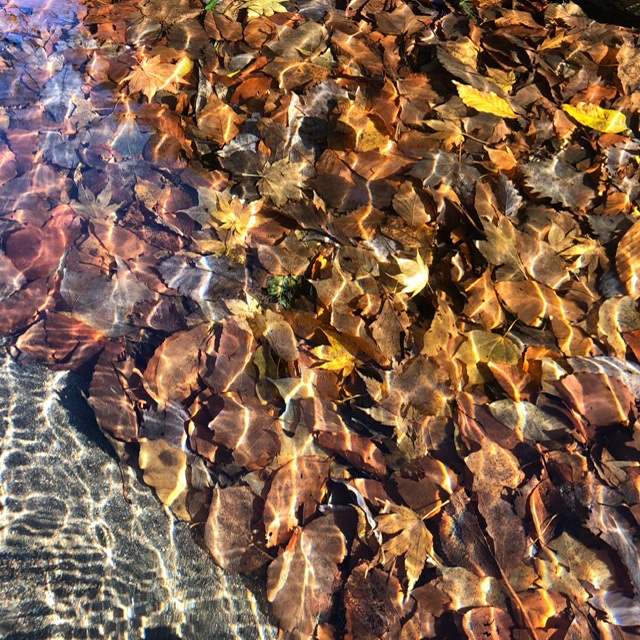 f:id:oyasumiameko:20191116140913j:plain f:id:oyasumiameko:20191116140913j:plain