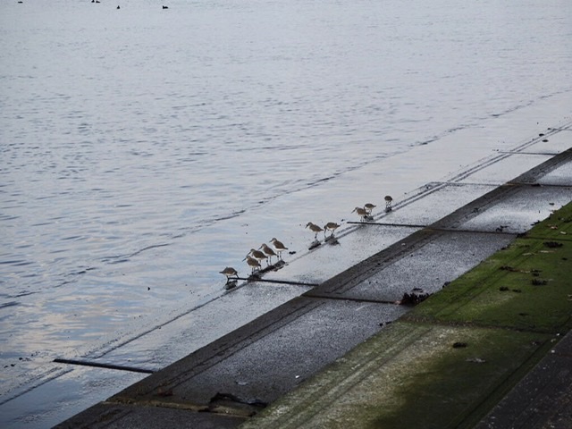 f:id:oyasumiameko:20200202210322j:plain