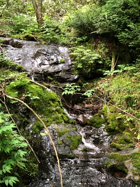 f:id:oyasumiameko:20200621221446j:plain