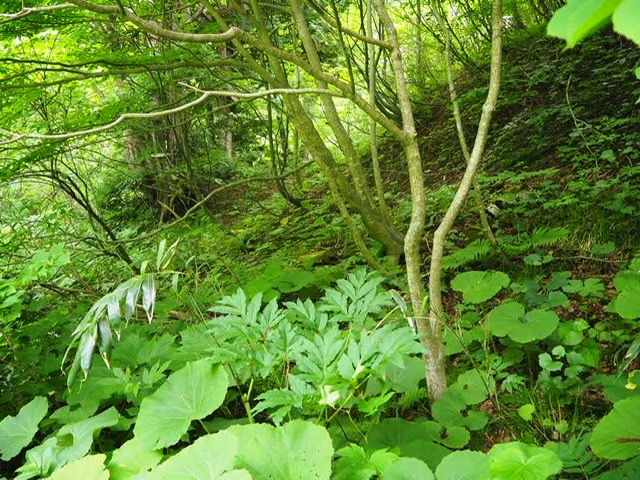 f:id:oyasumiameko:20200621222827j:plain