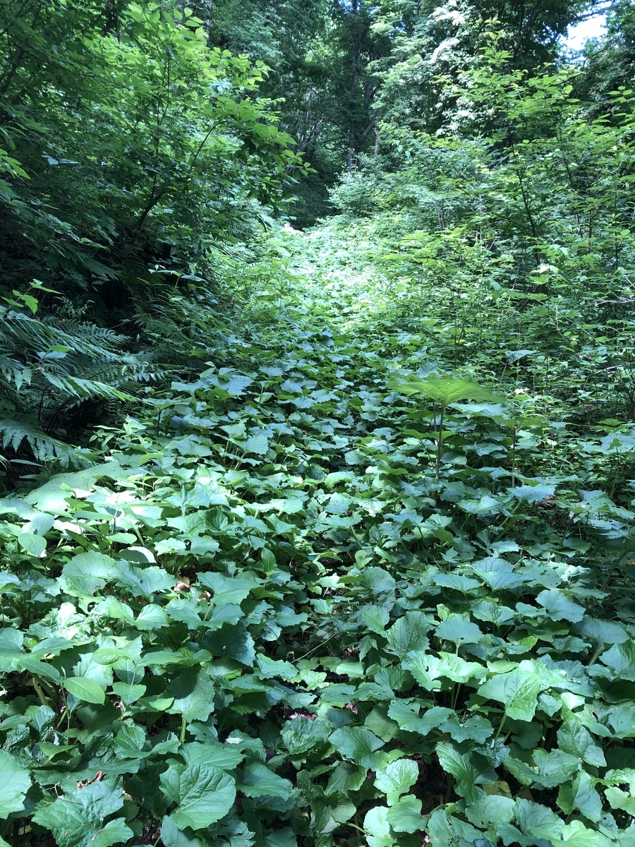 f:id:oyasumiameko:20210711131804j:plain