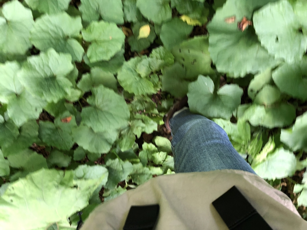 f:id:oyasumiameko:20210711131924j:plain