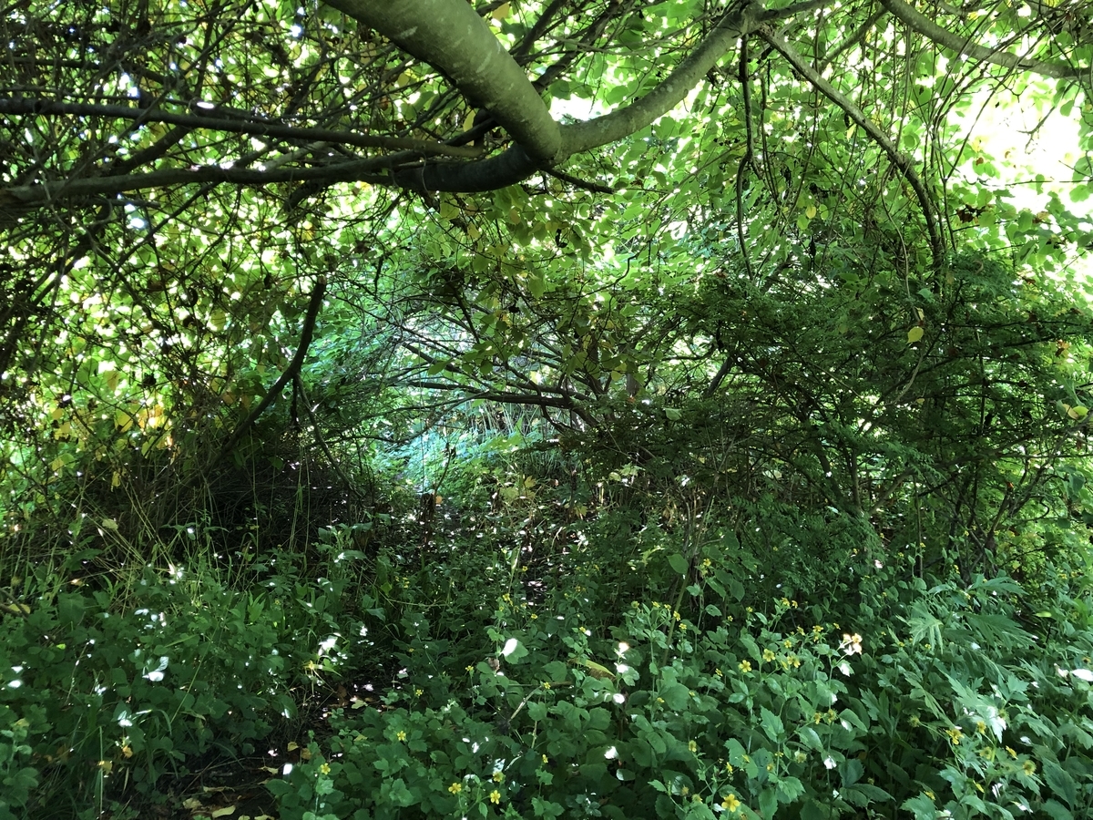 f:id:oyasumiameko:20210711135128j:plain