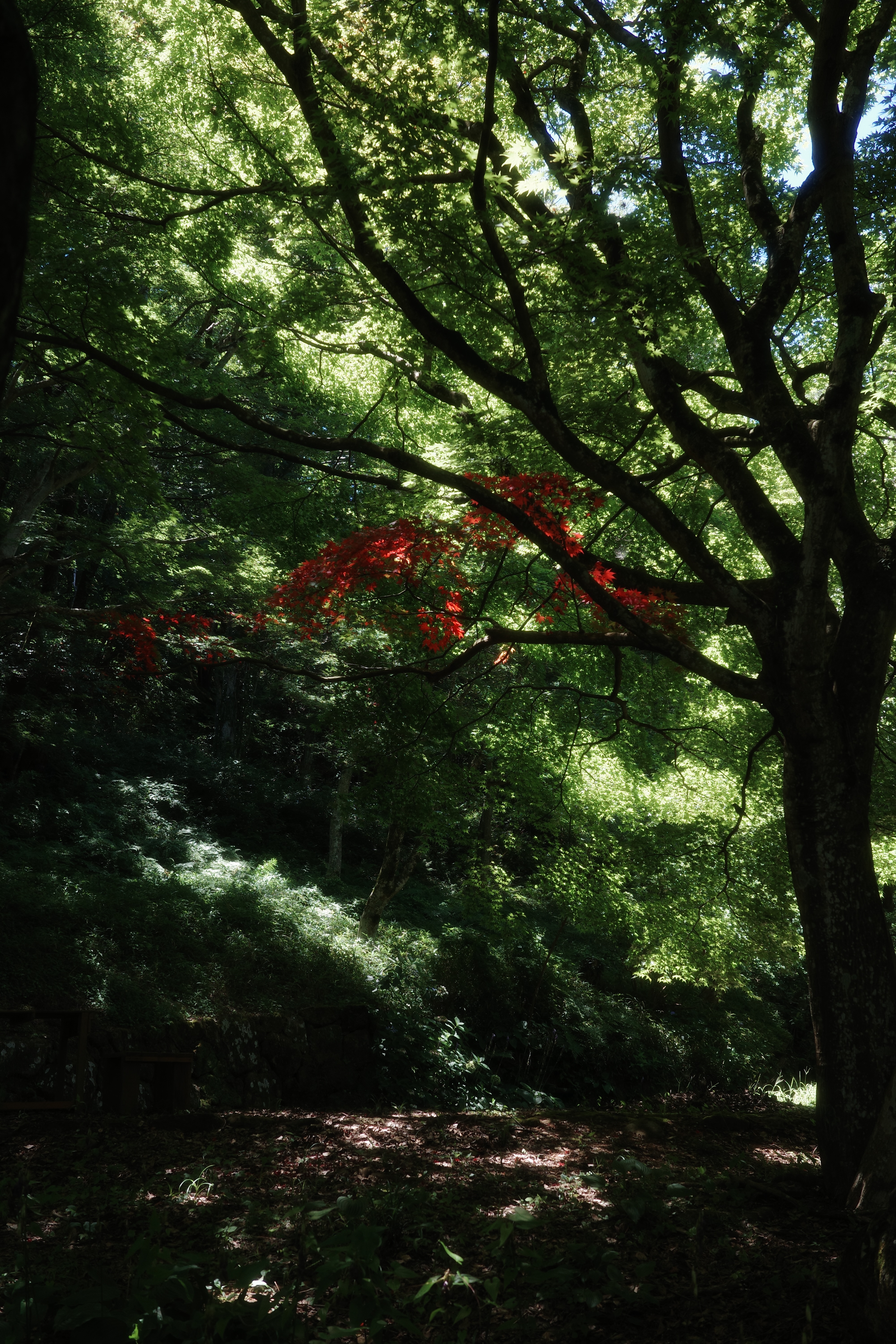 f:id:oyasumitte:20260804110040j:image f:id:oyasumitte:20260804110040j:image