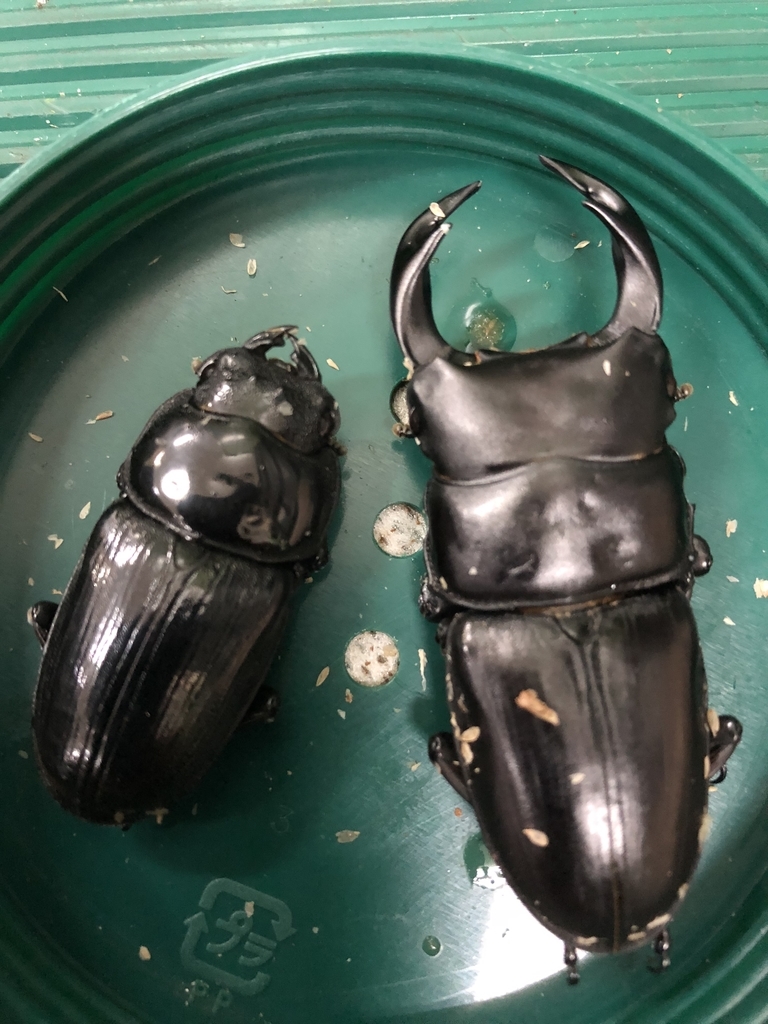 オオクワガタ（長崎・対馬）〜クワガタ飼育の部屋〜 - まーずんの