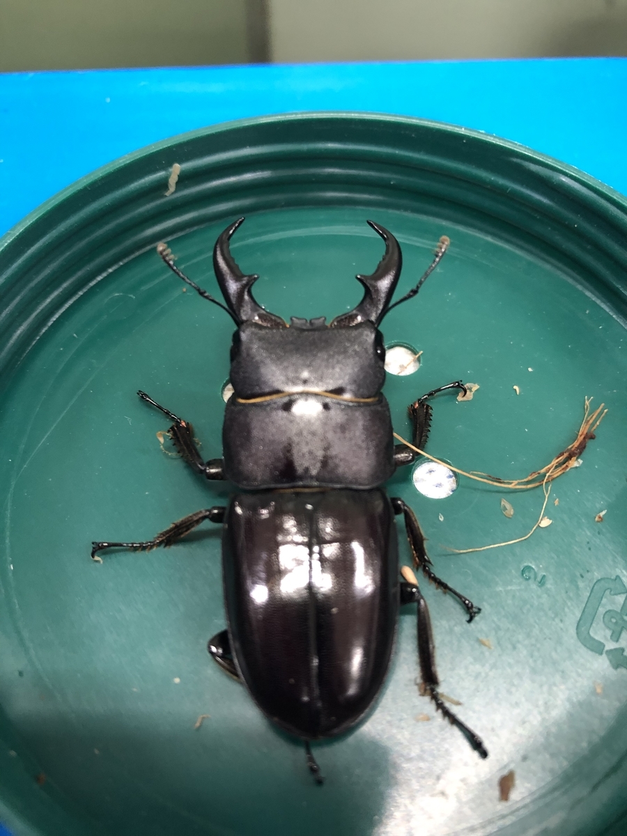 ダイトウヒラタ 〜クワガタ飼育の部屋〜 - まーずんのひとりごと