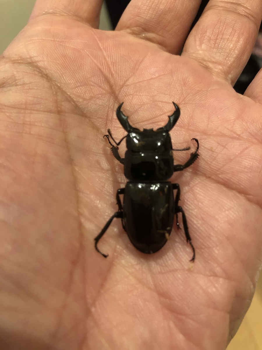 ハチジョウヒラタ クワガタ飼育の部屋 まーずんのひとりごと
