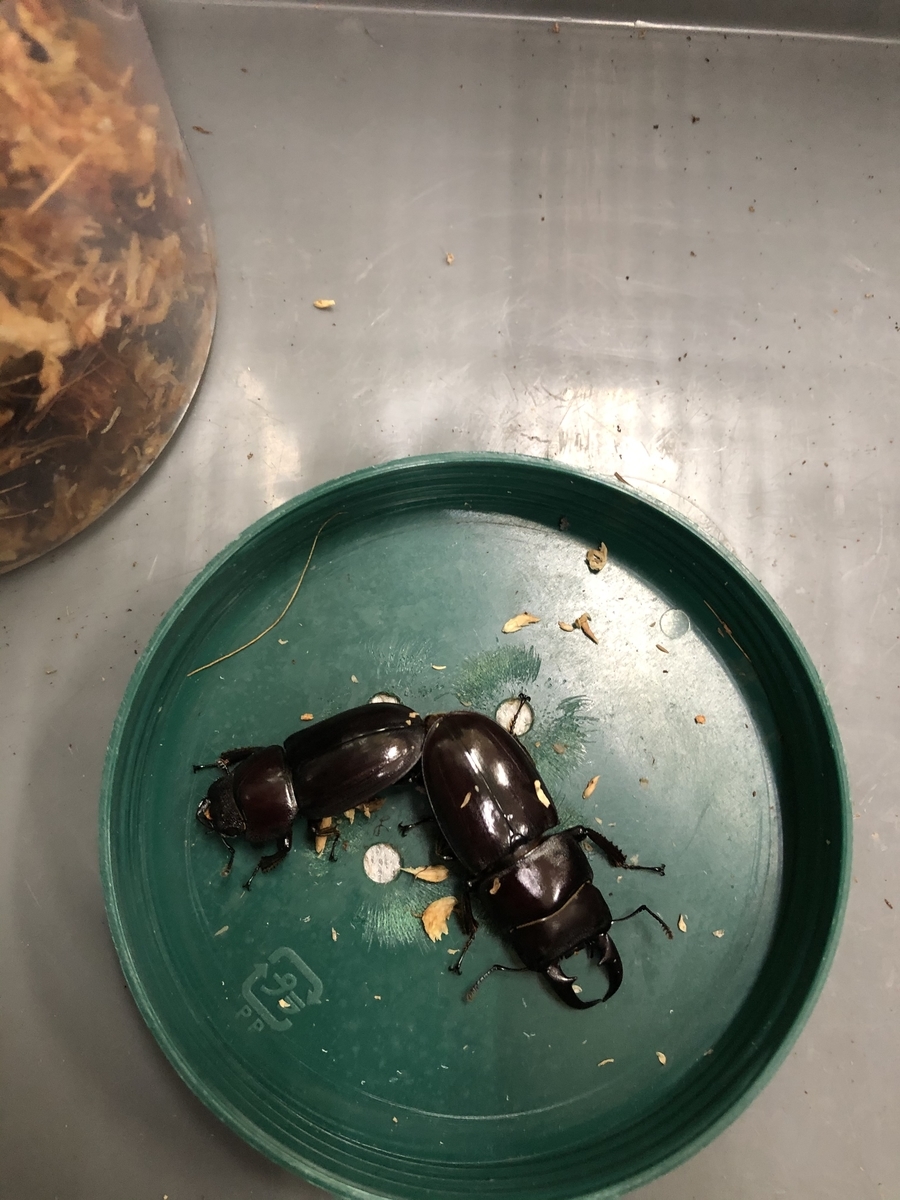 f:id:oyayubipiano:20200410123117j:plain