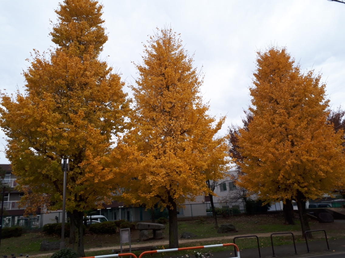 f:id:oyayubiya:20191211002021j:plain f:id:oyayubiya:20191211002021j:plain