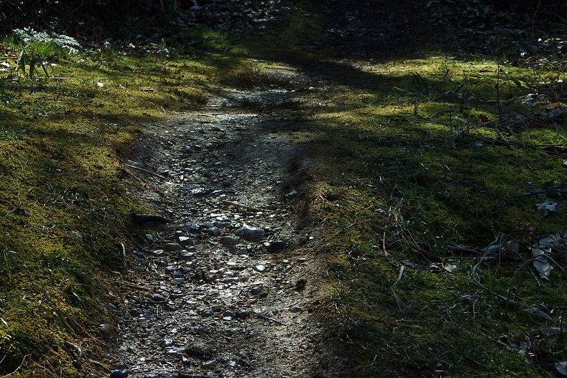 f:id:oyjphoto:20200220064058j:plain