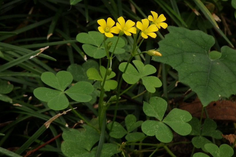 カタバミ科とは 動植物の人気 最新記事を集めました はてな カタバミ科とは 動植物の人気 最新記事を集めました はてな