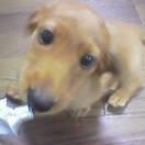 赤ちゃんロゼ