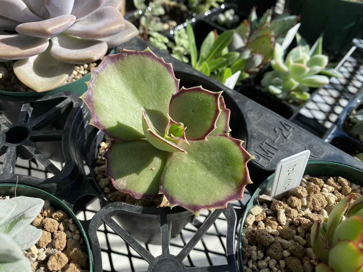 カランコエとは 動植物の人気 最新記事を集めました はてな