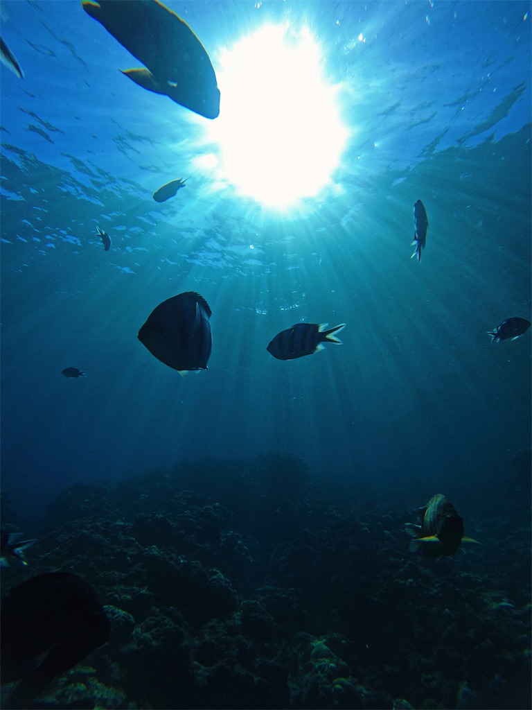 f:id:oyuyusan:20231130124128j:image