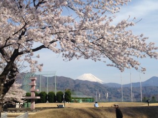 f:id:ozako:20140407151525j:image