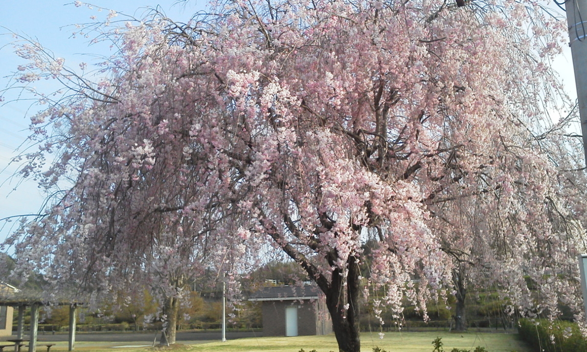 f:id:ozeken:20220409203746j:plain