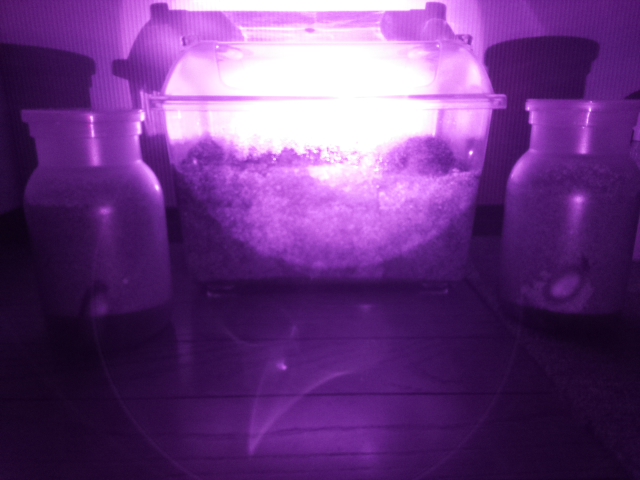 f:id:ozgardener:20170602215056j:plain