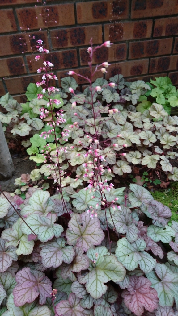 f:id:ozgardener:20170619215657j:plain