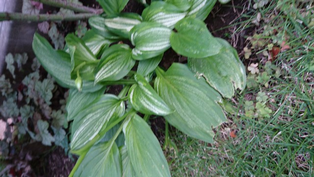 f:id:ozgardener:20170624122644j:image