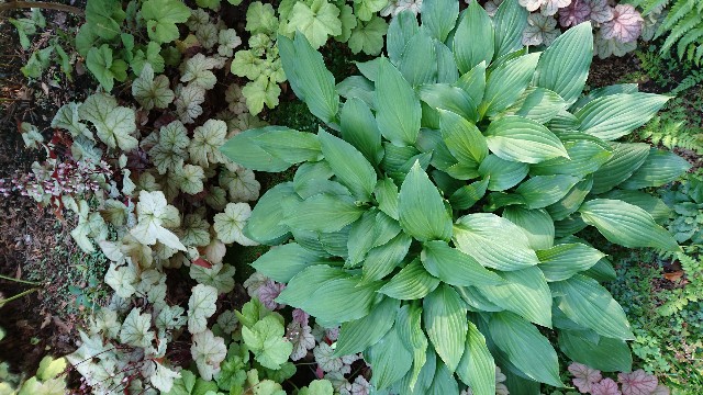 f:id:ozgardener:20170624122739j:image